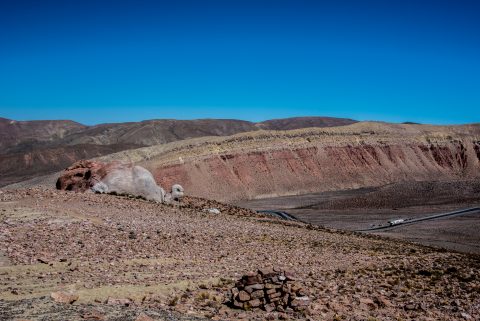 Tortoise rock, Altiplano, Argentina