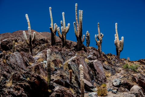Esquina, Salt flats, Altiplano, Argentina