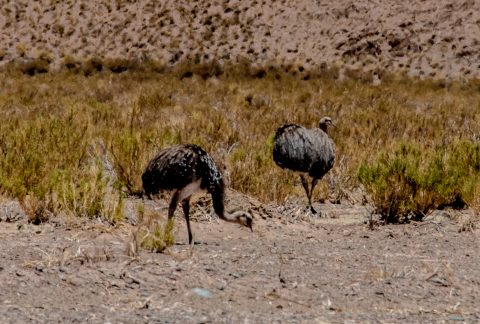 Rhea, Altiplano, Argentina
