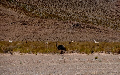 Rhea & Llamas, Altiplano, Argentina