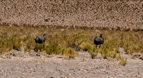 Rhea, Altiplano, Argentina