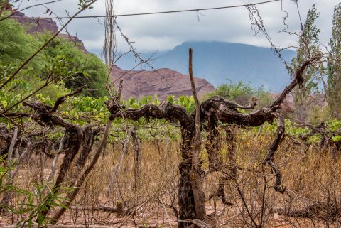 Santa Barbara vineyards, Quebrada de las Conchas, Argentina