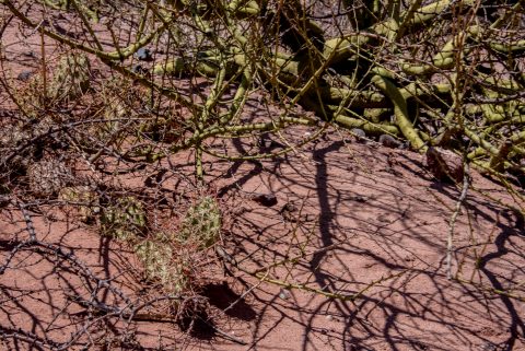 Quebrada de las Conchas , Cafayate, Argentina