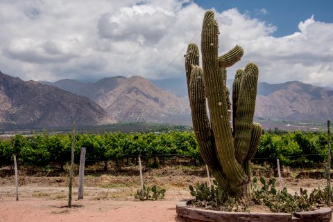 Bodega La Banda - vineyard - Cafayate, Argentina