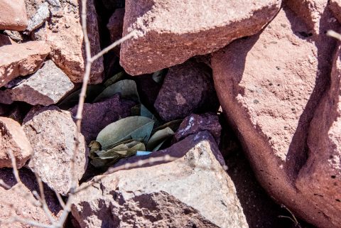 Quebrada de las Conchas - offerings to Pachamama - Argentina