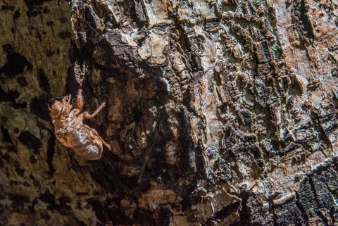 Jungle near Iguazu, Argentina