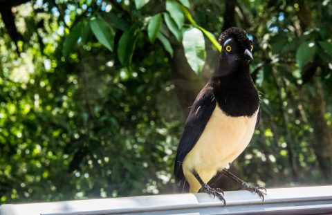 Plush-created jay, Iguazu river, Argentina