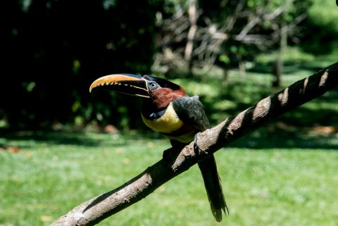 Collared Aracari, Iguazu Falls, Brazil