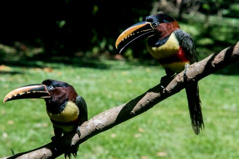 Collared Aracari, Iguazu Falls, Brazil