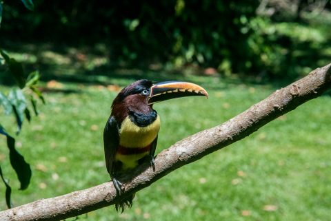 Collared Aracari, Iguazu Falls, Brazil