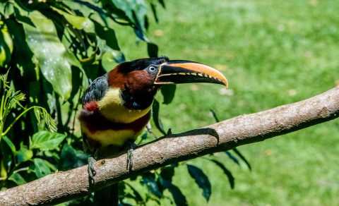 Collared Aracari, Iguazu Falls, Brazil