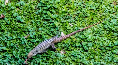 Lizard, Iguazu Falls, Brazil