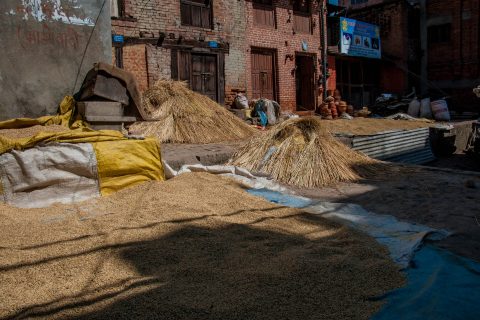 Drying rice, Bhaktapur, Nepal
