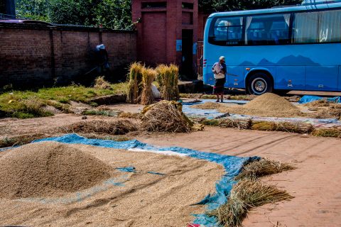Drying rice, Bhaktapur,  Nepal