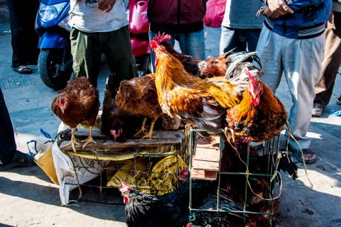 Chicken for sale, Durbar Square, Kathmandu, Nepal