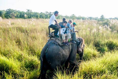 Elephant ride,  Royal Chitwan National Park, Nepal