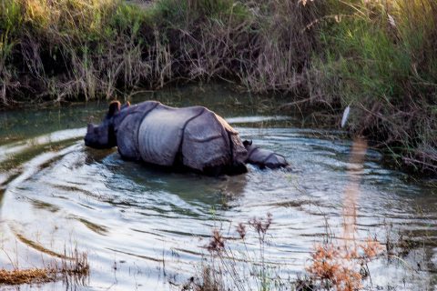 Rhino from elephant,  Royal Chitwan National Park, Nepal