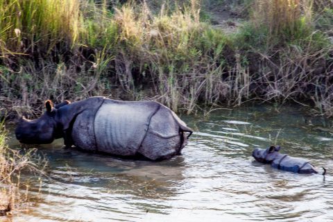 Rhino from elephant,  Royal Chitwan National Park, Nepal