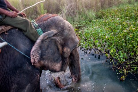 Elephant ride,  Royal Chitwan National Park, Nepal