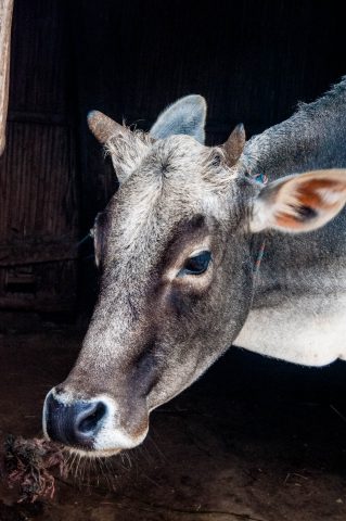 Village in Royal Chitwan National Park, Nepal