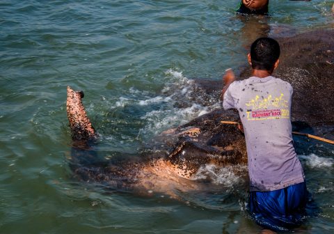 Elephant bathing,  Royal Chitwan National Park, Nepal