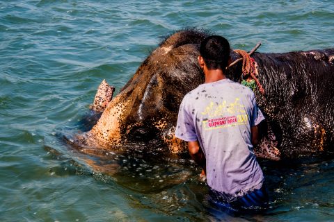 Elephant bathing,  Royal Chitwan National Park, Nepal