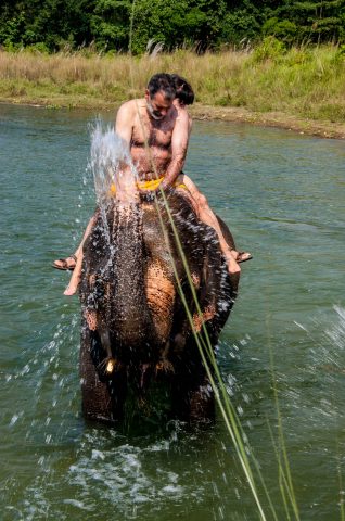 Elephant bathing,  Royal Chitwan National Park, Nepal