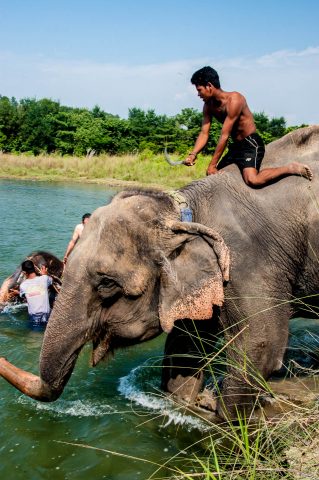 Elephant bathing,  Royal Chitwan National Park, Nepal