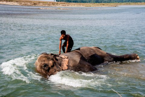 Elephant bathing,  Royal Chitwan National Park, Nepal