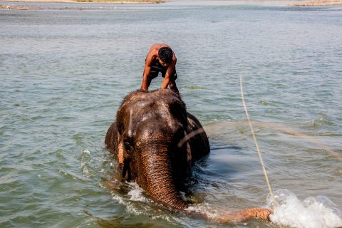 Elephant bathing,  Royal Chitwan National Park, Nepal