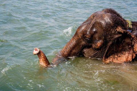 Elephant bathing,  Royal Chitwan National Park, Nepal