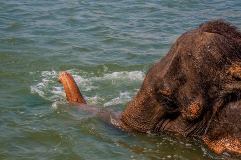 Elephant bathing,  Royal Chitwan National Park, Nepal