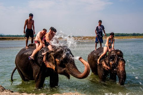 Elephant bathing,  Royal Chitwan National Park, Nepal