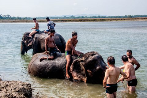Elephant bathing,  Royal Chitwan National Park, Nepal