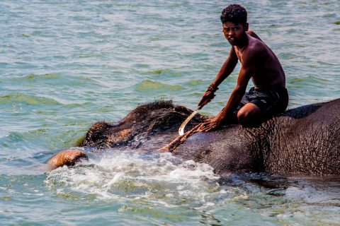 Elephant bathing,  Royal Chitwan National Park, Nepal