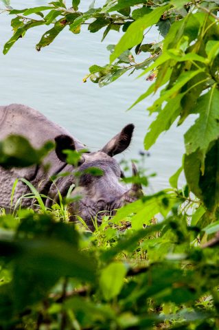 Rhino, Rapti river,  Royal Chitwan National Park, Nepal