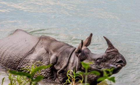 Rhino, Rapti river,  Royal Chitwan National Park, Nepal
