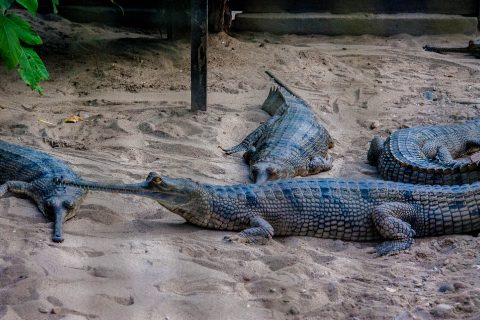 Crocodile breeding farm,  Royal Chitwan National Park, Nepal