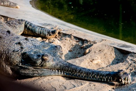 Crocodile breeding farm,  Royal Chitwan National Park, Nepal