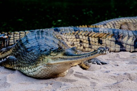 Crocodile breeding farm,  Royal Chitwan National Park, Nepal