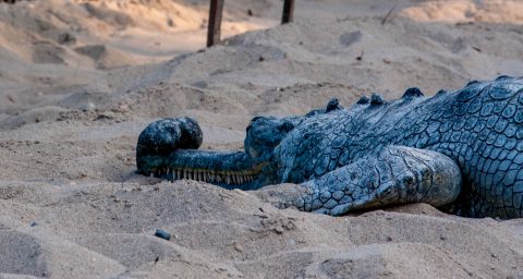 Crocodile breeding farm,  Royal Chitwan National Park, Nepal