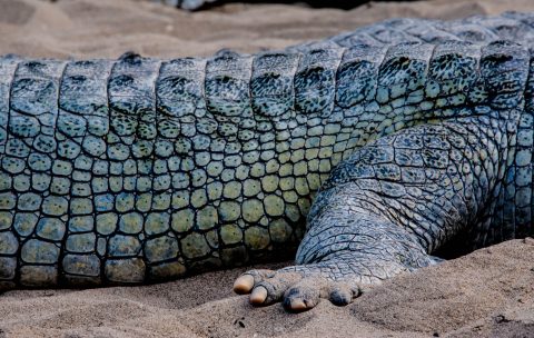 Crocodile breeding farm,  Royal Chitwan National Park, Nepal