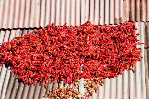 Drying chillis on roof, Bhutan