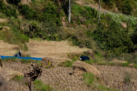 Harvest, Punakha Valley, Bhutan