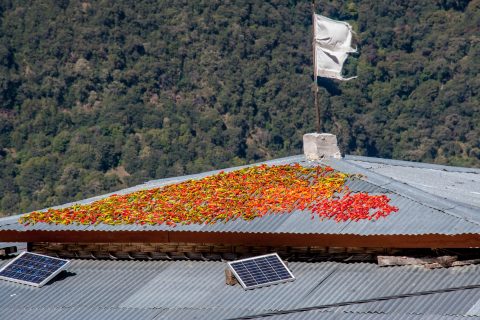 Chillis drying on roof, Punakha Valley, Bhutan