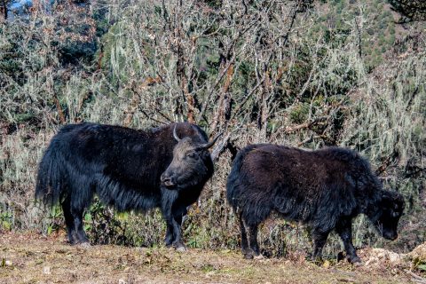 Yaks, Chendebji, Bhutan