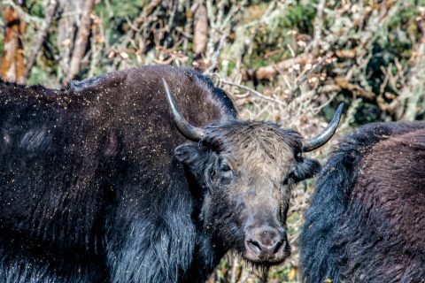 Yaks, Chendebji, Bhutan