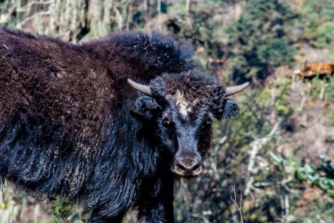 Yak, Chendebji, Bhutan