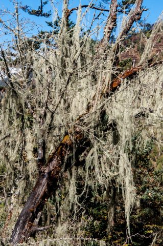 Spanish Moss lichen, Chendebji, Bhutan