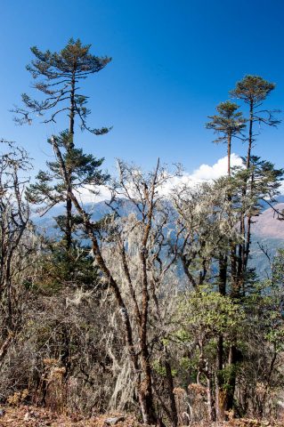 Spanish Moss lichen, Chendebji, Bhutan